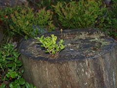 P7266047