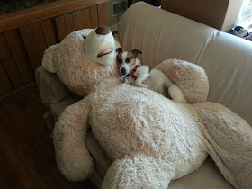 funny animals of the week, cute dog and his stuffed bear