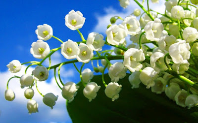 Bunga Tercantik di Dunia-Calla Lily Of the Valley