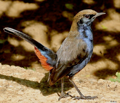 "Indian Robin - Copsychus fulicatus, resident found in all the gardes of Mount Abu."