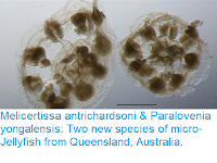 https://sciencythoughts.blogspot.com/2019/01/melicertissa-antrichardsoni-paralovenia.html