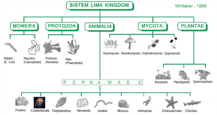  Klasifikasi  Makhluk  Hidup  5 Kingdom Menurut Whittaker 
