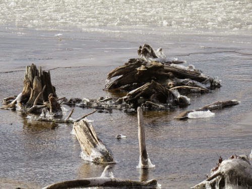 icy stumps