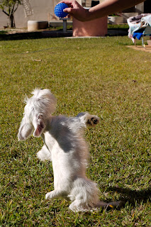 foto filhote de schnauzer miniatura branco