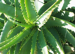 Aloe