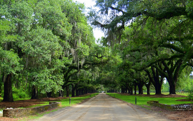 Avenue of Oaks