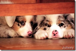 Ensaio com filhotes de Australian Sheperds (2007).