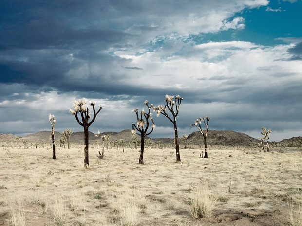 Joshua tree in bare landscape