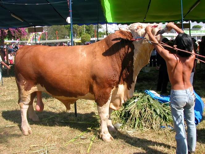 penggemukan sapi di bogor