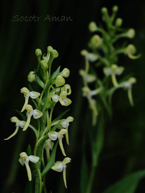 Platanthera japonica