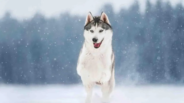 Siberian Huskies