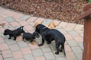 Adopt A Dachshund Puppy