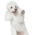 THE MOST INTELLIGENT POODLE.
