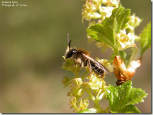 andrena fulva male