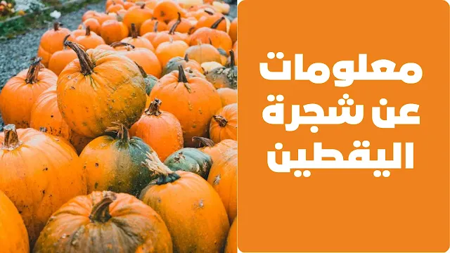 معلومات عن شجرة اليقطين