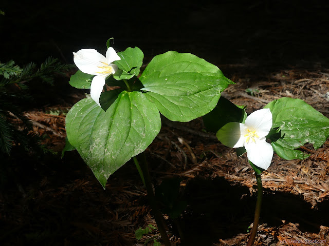 14: big white flowers