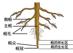 蔡老师的生物天地 根