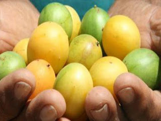 Umbu Fruit Pictures