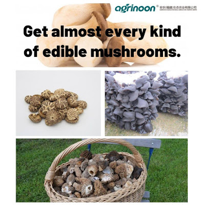 Mushrooms Logs for Sale