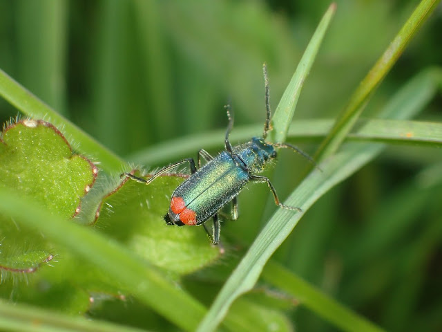 Malachius bipustulatus