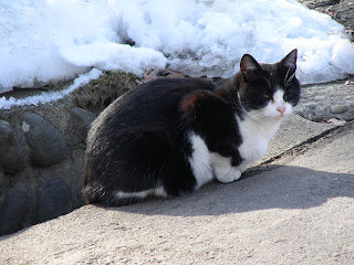 餌をねだる白黒猫