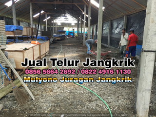 Harga Jual Telur Jangkrik Super Tujuan Lumajang Jawa Timur 085656642692