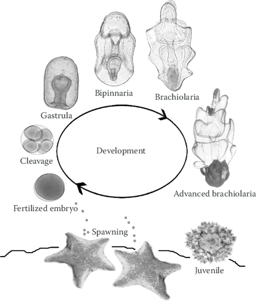 Ciclo de vida de la estrella de mar.