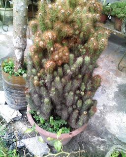 MY HOME GARDEN POKOK KAKTUS 