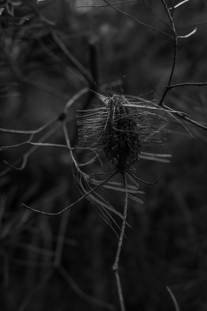 black and white banksia