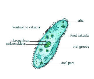 Biologeek: Filum Protozoa