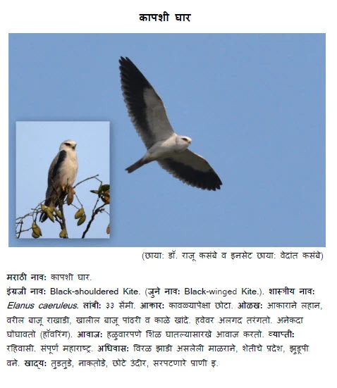 Black-shouldered Kite Kapashi ghar bird