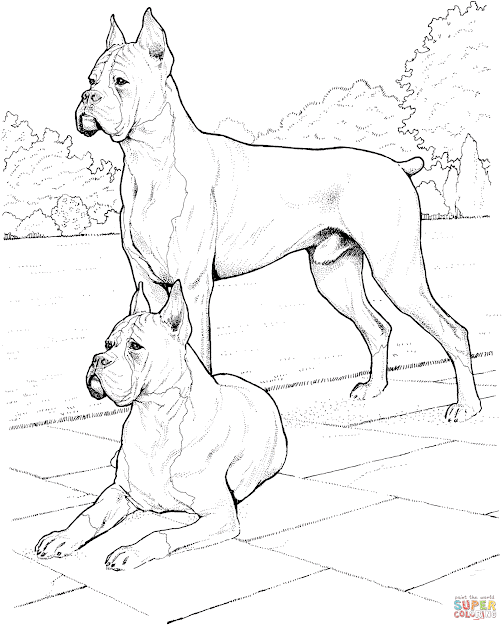 Two Boxer Dogs