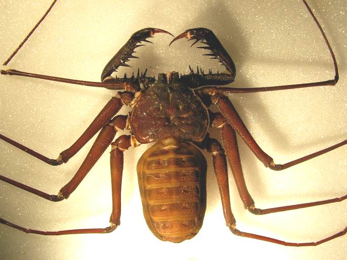  Gambar  Pengertian Umum Arthropoda  Beserta  Ciri Klasifikasi 