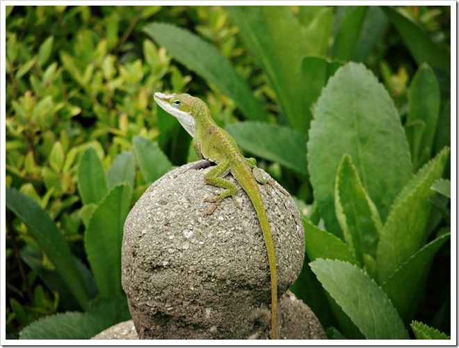 anole-VW45sz