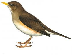 African Thrush