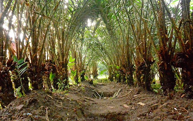 Perkebunan Salak di Desa Pancoh