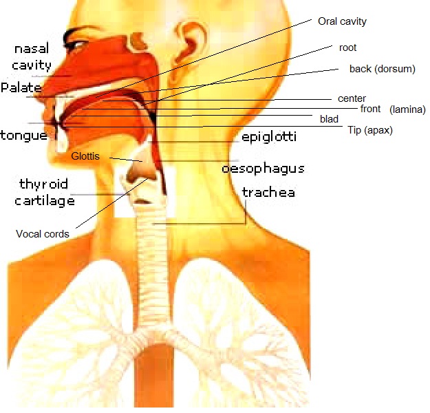 organs of speech. Charts - Speech Organs