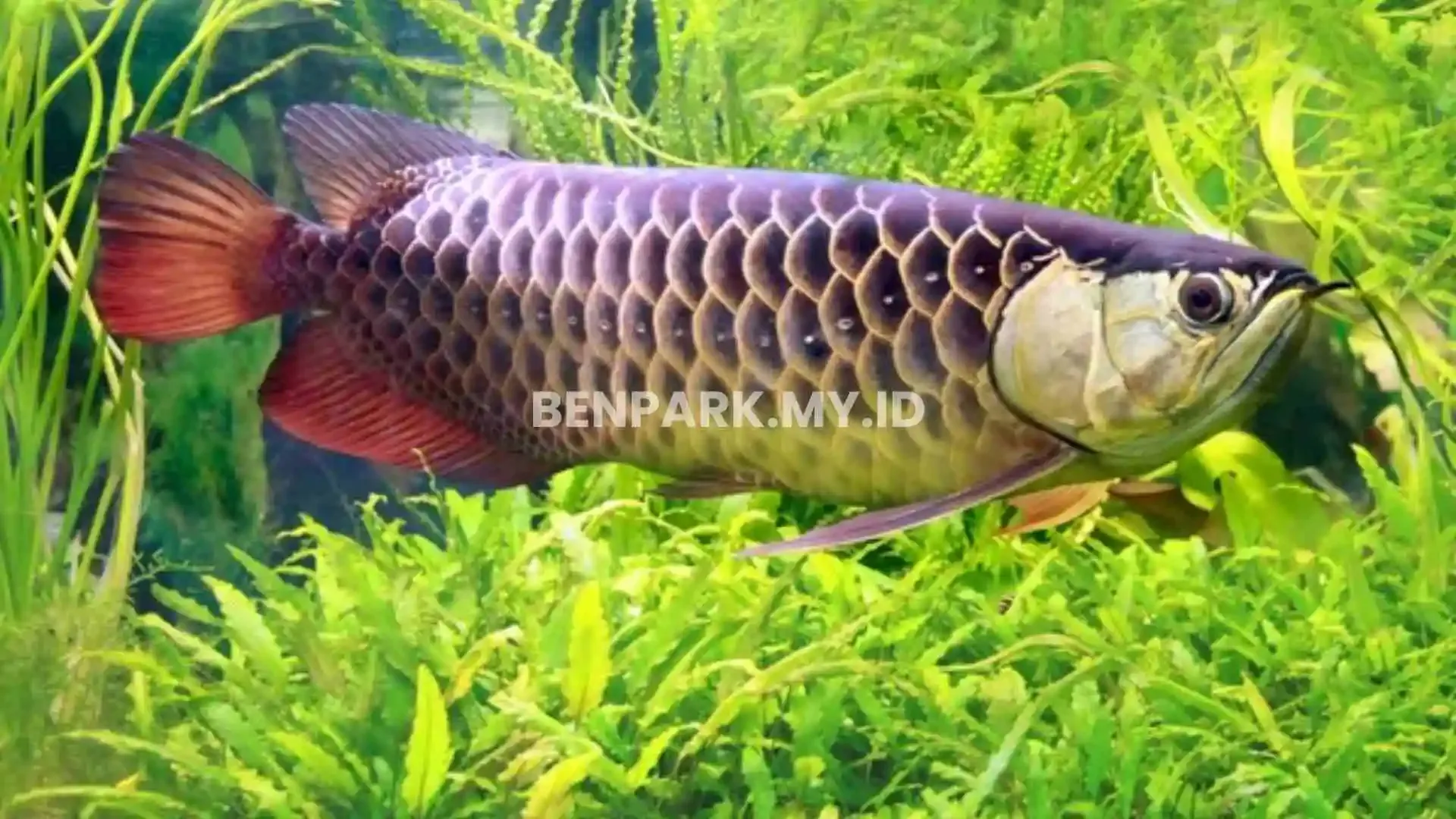 ikan predator air tawar tipe atas