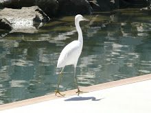 A White Egret