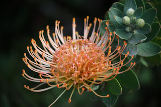 Protea Flower, Waipi'o Valley