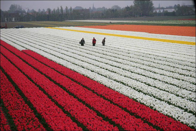 21 شهر مايو في هولندا  موسم حصاد زهور التوليب  جنة على الأرض