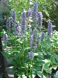 Agastache anisata