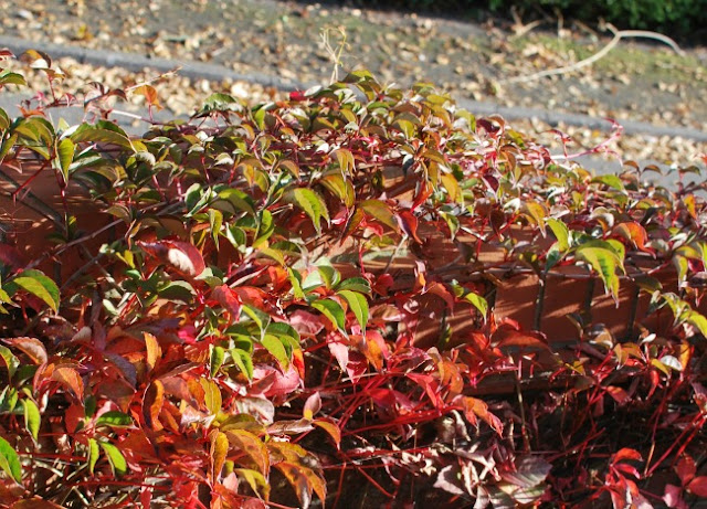 Virginia creeper and path covered in leaves