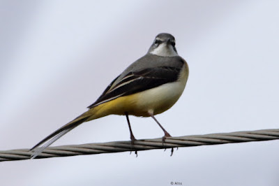 Gray Wagtail