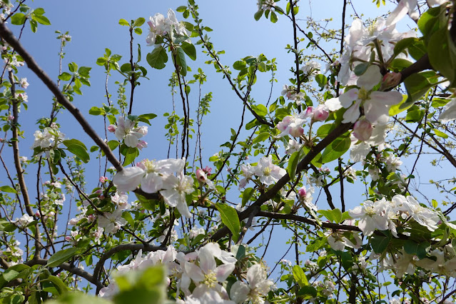 自宅の庭のリンゴの木の花