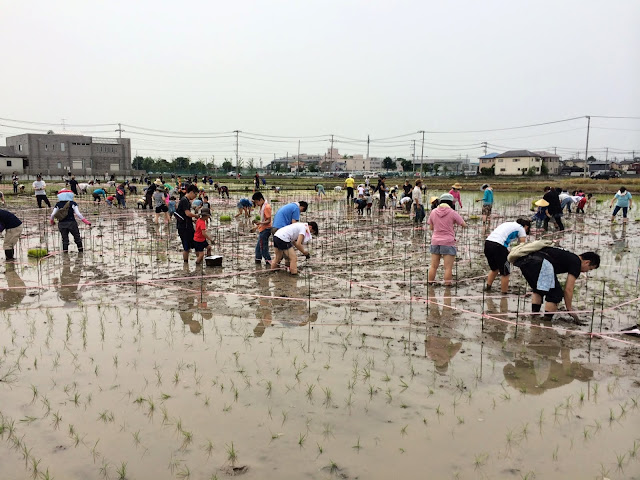 こしがや田んぼアート2014南越谷阿波踊り（田植え）