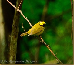 Hooded Warbler_ROT2154West Virginia  NIKON D3S May 07, 2011
