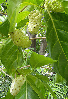 Benefits of Noni Leaves for Health