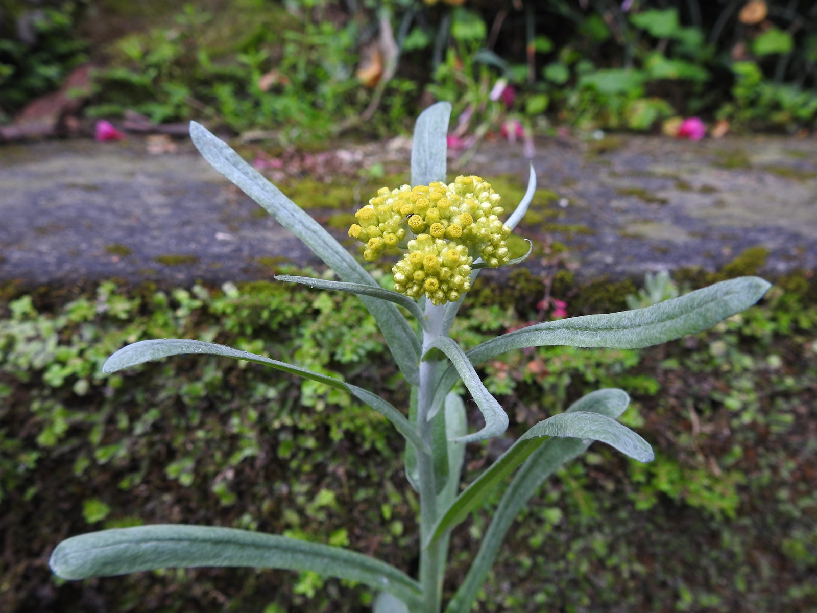 Peter S Blog 鼠麴草