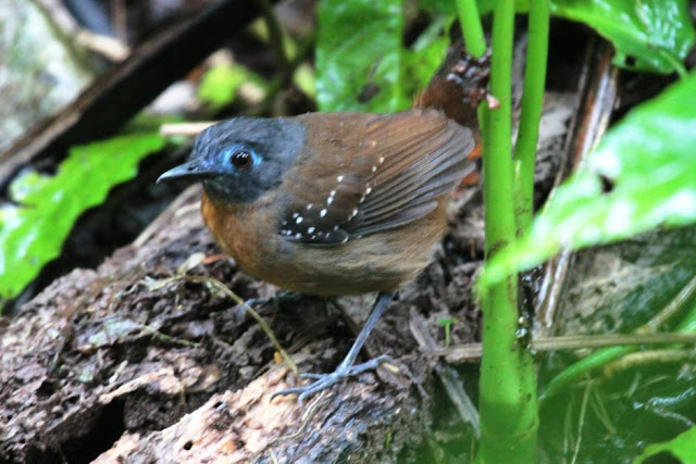 Antbirds wallpaper,Antbird images,Antbird picture,Antbird photo,Flying antbird,Antbirds,Colourful antbird,